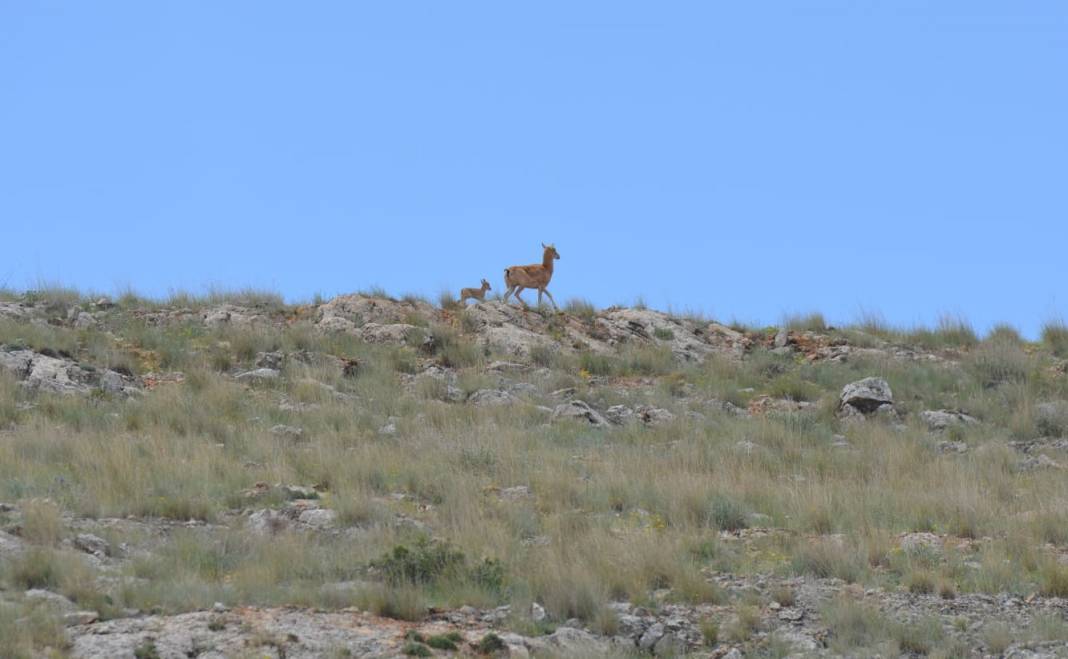 Nesli tehlikedeydi, Konya’da doğaya yeni umut oldular 3